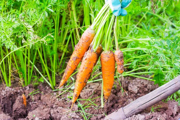 A colheita de cenouras. As mãos de um jovem segurando um monte de cenouras com topos . Imagem De Stock