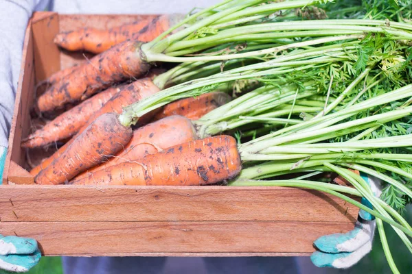 Un ramo de zanahorias frescas con hierbas en la caja, grandes carrots.Harvest jugosos sin lavar — Foto de Stock