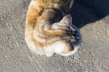 sokakta yürüyen çizgili kedi, üst görünümü