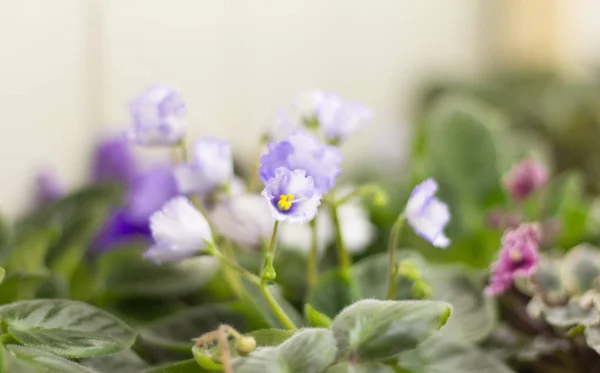 Indah lembut lilac violets selama berbunga — Stok Foto