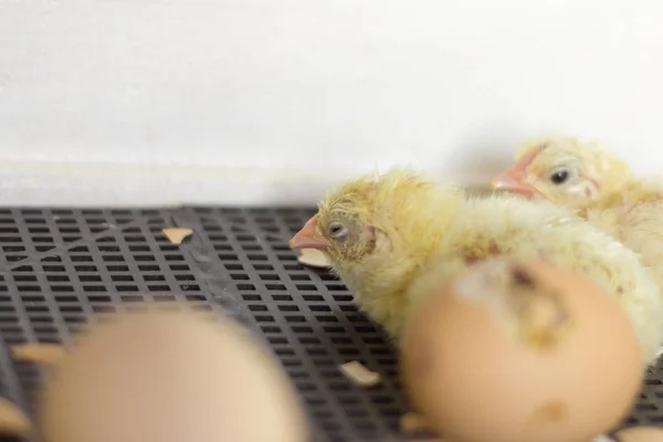 Pollitos en la incubadora, recién nacidos, todavía húmedos Pollitos, enfoque selectivo —  Fotos de Stock