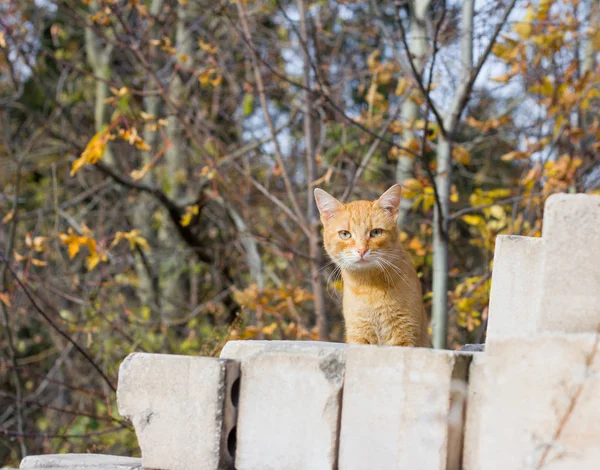 Рыжий бродячий кот осторожно смотрит из-за кучи кирпичей — стоковое фото