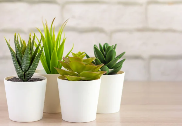 Indoor plants, various succulents in pots. Succulents in white mini-pots. Ideas for home decoration.Copy space