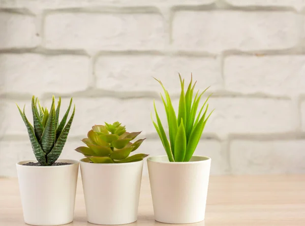 Plantas Interior Várias Suculentas Vasos Suculentas Mini Vasos Brancos Idéias — Fotografia de Stock