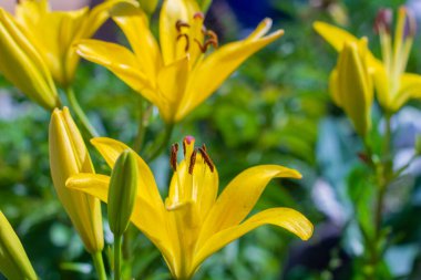 Yaz bahçesinde çiçek açan sarı zambaklar.