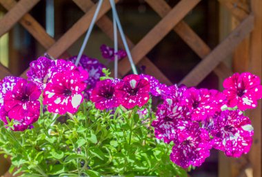 Petunya. Çok güzel, parlak, renkli, çiçek açan petunyalar. Melez Petunya.