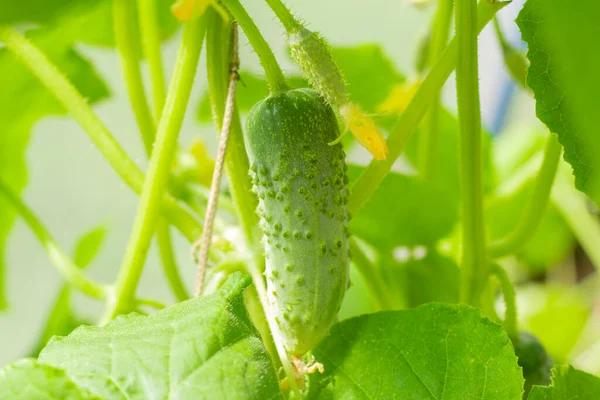 Органічні Огірки Ростуть Теплиці Вирощування Овочів Домашніх Умовах — стокове фото
