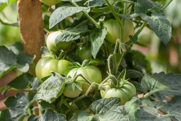 Los Tomates Verdes Orgánicos Crecen Invernadero Cultivar Verduras Casa — Foto de Stock