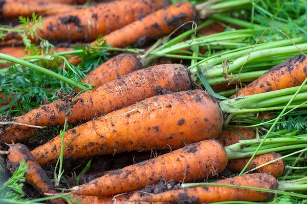 Freshly dug carrots with tops on the ground. Large juicy unwashed carrots in a field on the ground close-up.Harvest.Autumn