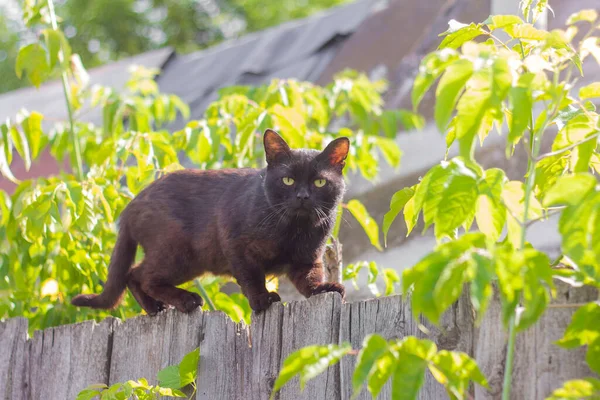 Gato Preto Aldeia Persegue Fence Hunts Espera Por Presas — Fotografia de Stock