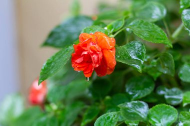 Bahçede çiçek açan küçük güller, yağmurdan sonra ıslanan.