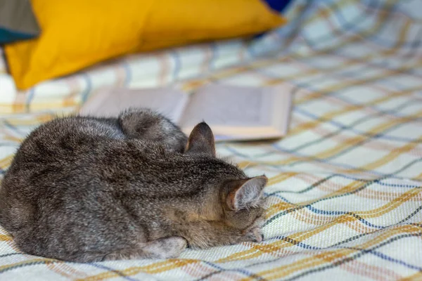 Grey House Cat Sleeps Curled Sofa Cozy Warm Atmosphere — Stock Photo, Image