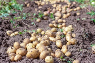 Tarladaki taze organik patatesler.