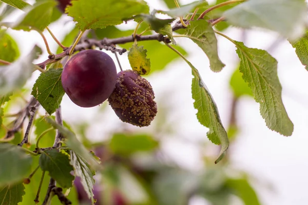 Moldy plums on tree, infected with fungal disease monilinia fructicola or brown rot. Blurred background.