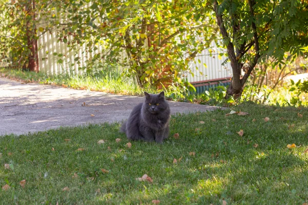 Mooie pluizige grijze kat zittend op het gazon in de schaduw van bomen. — Stockfoto