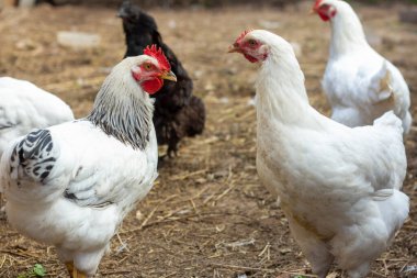 Beyaz ve siyah köy tavukları avluda yürüyor
