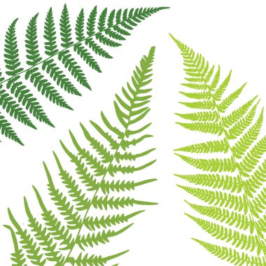Fern leaf background. Tropical botanical card. Vector illustration clipart