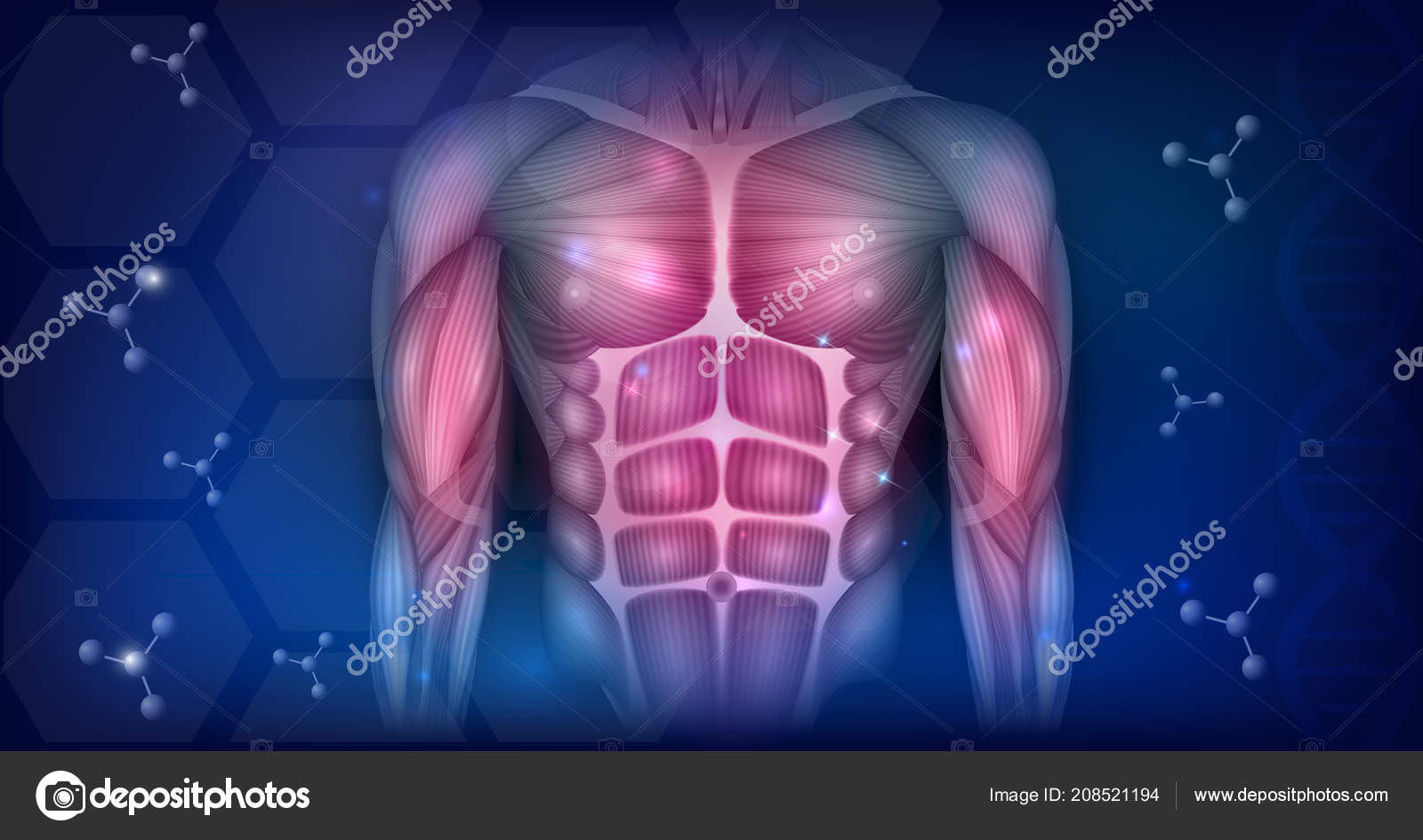 Muscles Human Body Torso Arms Beautiful Colorful Illustration Abstract Blue Stock Vector C Megija 208521194