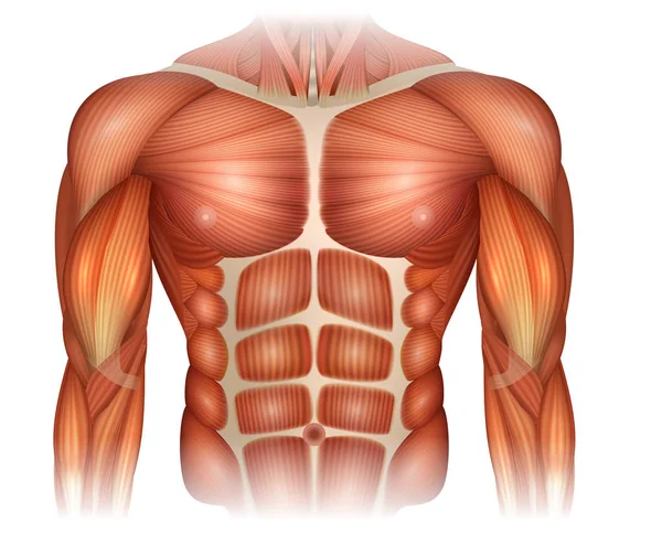 Músculos Del Cuerpo Humano Torso Brazos Hermosa Ilustración Colorida — Vector de stock