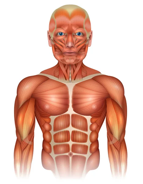 Músculos Del Cuerpo Humano Cara Torso Brazos Hermosa Ilustración Colorida — Archivo Imágenes Vectoriales