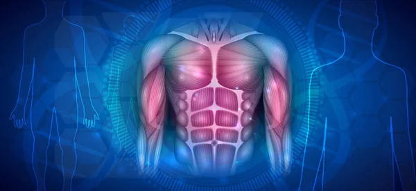 Muscles Corps Humain Abdomen Poitrine Bras Belle Illustration Colorée Sur — Image vectorielle
