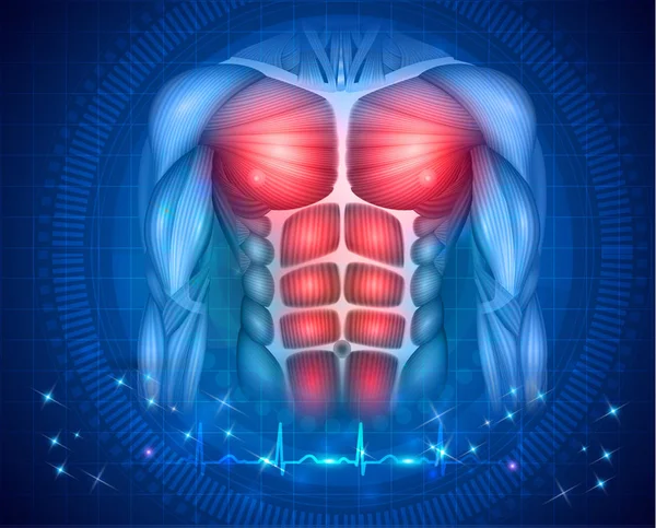 Músculos Corpo Humano Tronco Braços Bela Ilustração Colorida Fundo Azul —  Vetores de Stock