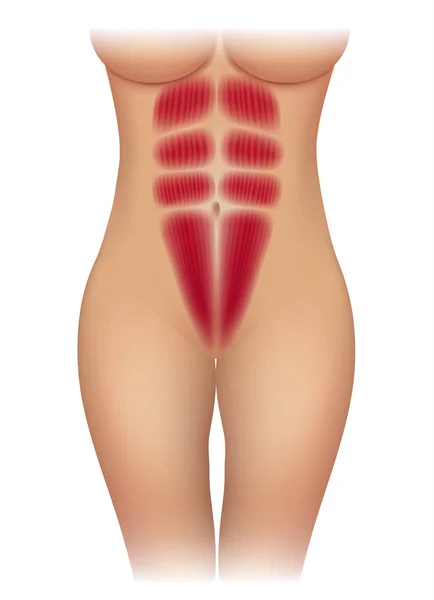 Músculos Abdominales Femeninos Hermoso Cuerpo Ajuste Aislado Sobre Fondo Blanco — Vector de stock