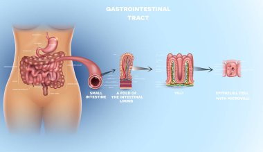 Gastrointestinal sistem anatomisi. Bağırsak villus, ince bağırsak astar, epitel hücreleri ile microvilli resimde ayrıntılı..