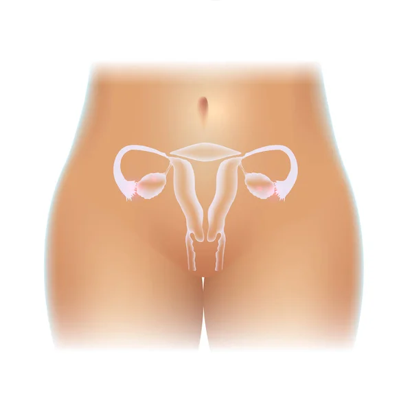Female Uterus Ovaries Beautiful Design — Stock Vector