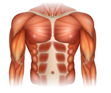 Erkek tabii Recti olarak da bilinen tabii Rektus Abdominus veya karın ayrılık, kaslar arasında bir boşluk olduğunu