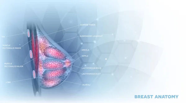 女性乳房解剖学详细的五颜六色的例证在一个抽象的浅蓝背景 — 图库矢量图片