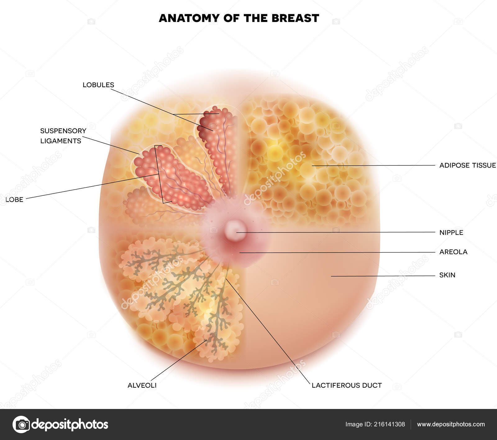 Female Breast Anatomy Physiology Diagram Detailed Colorful