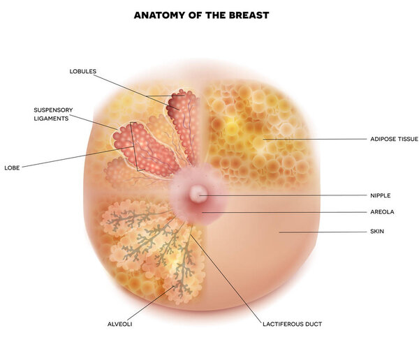 Female Breast anatomy and physiology diagram detailed colorful realistic medical illustration on a white background. Women chest, breast Lobules, mammary glands, milk ducts hystology