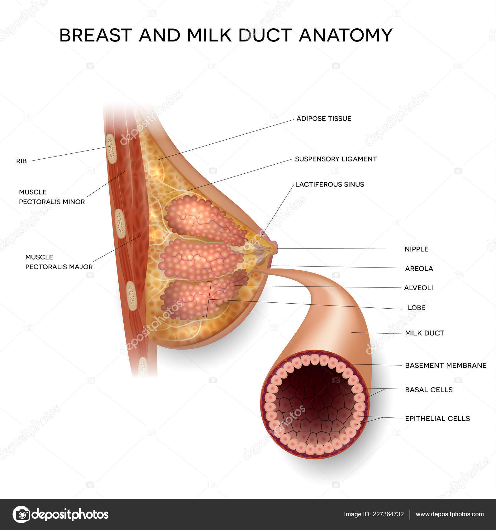 Female Breast Normal Milk Duct Anatomy Detailed Colorful Illustration Stock  Vector by ©megija 227364732