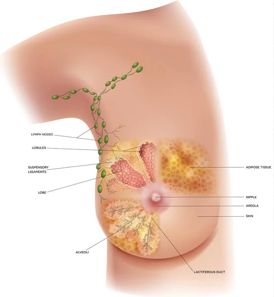 Anatomie Mammaire Féminine Ganglions Lymphatiques Axillaires Illustration Colorée Détaillée — Image vectorielle
