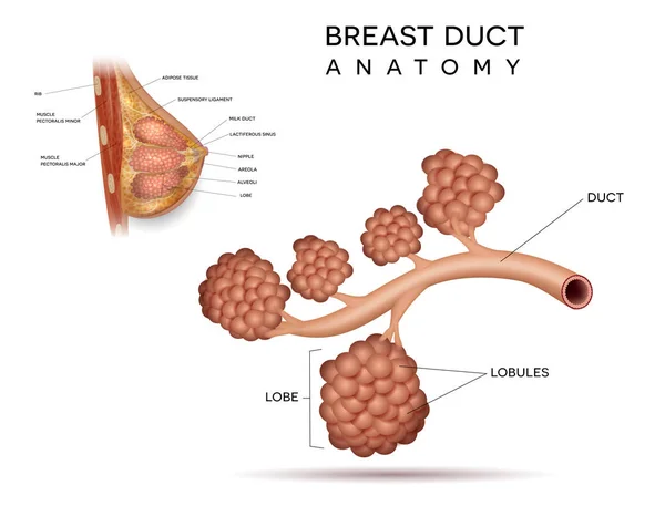 Anatomía Del Conducto Mamario Femenino Saludable Estructura Detallada Diagrama Información — Archivo Imágenes Vectoriales