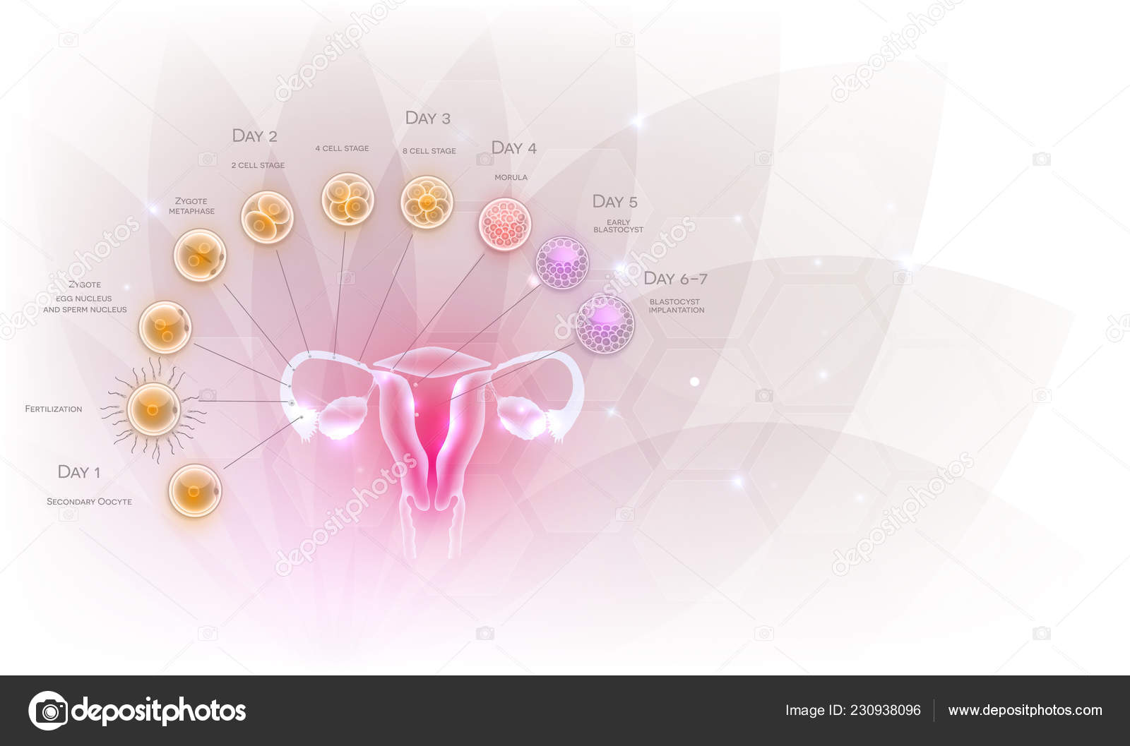 Female Reproductive Organs Uterus Ovaries Ovulation Fertilization Male Sperm Cell Vector Image By C Megija Vector Stock Female Reproductive Organs Uterus Ovaries Ovulation Fertilization Male Sperm Cell Vector Image By C Megija Vector Stock