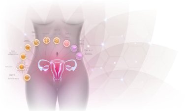 Kadın üreme organları rahim ve yumurtalıklar yumurtlama, gübreleme blastosist implantasyon kadar erkek sperm ve hücre geliştirme tarafından. Güzel sanatsal tasarım, kadın silueti ve arka plan şeffaf çiçek.