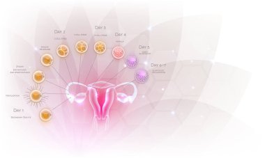 Female reproductive organs uterus and ovaries ovulation, fertilization by male sperm and cell development till blastocyst implantation. Beautiful artistic design, transparent flower at the background. clipart
