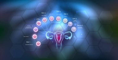 Kadın üreme organları rahim ve yumurtalıklar yumurtlama, gübreleme blastosist implantasyon kadar erkek sperm ve hücre geliştirme tarafından. 
