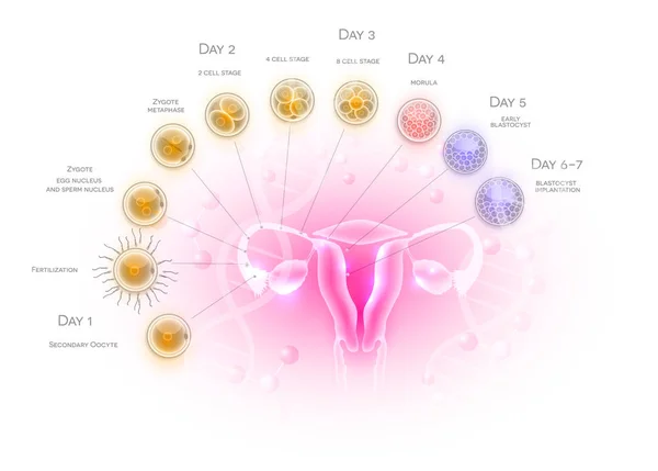 Female Reproductive Organs Uterus Ovaries Ovulation Fertilization Male Sperm Cell — Stock Vector