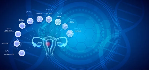 Órganos Reproductivos Femeninos Útero Ovarios Ovulación Fertilización Por Esperma Masculino — Vector de stock