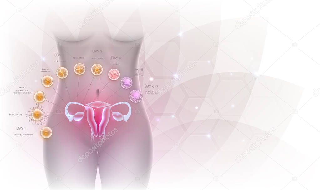 Female reproductive organs uterus and ovaries ovulation, fertilization by male sperm and cell development till blastocyst implantation. Beautiful artistic design, female silhouette and transparent flower at the background.