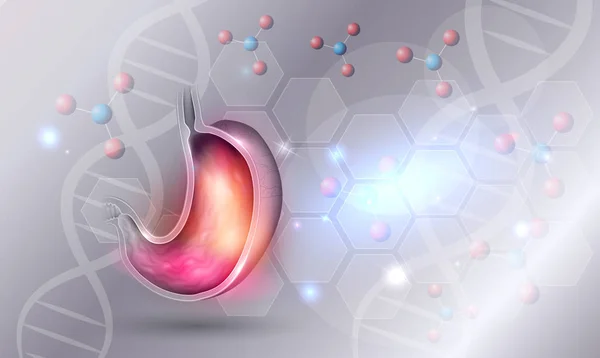 Anatomia Estômago Humano Seção Transversal Moléculas Cadeia Dna Fundo Belo — Vetor de Stock