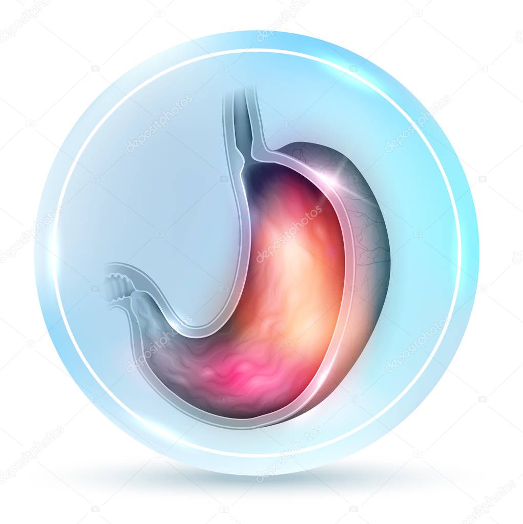 Stomach anatomy cross section beautiful round symbol on a white background