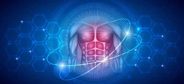 Corpo Humano Músculos Estilo Vida Saudável Aptidão Fundo Científico Abstrato —  Vetores de Stock