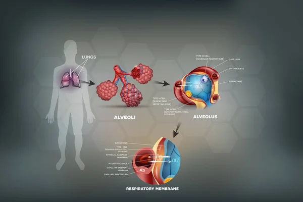 Легені людини, Альвеолі Анатомія — стоковий вектор