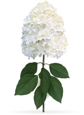 Ortanca paniculata Limelight