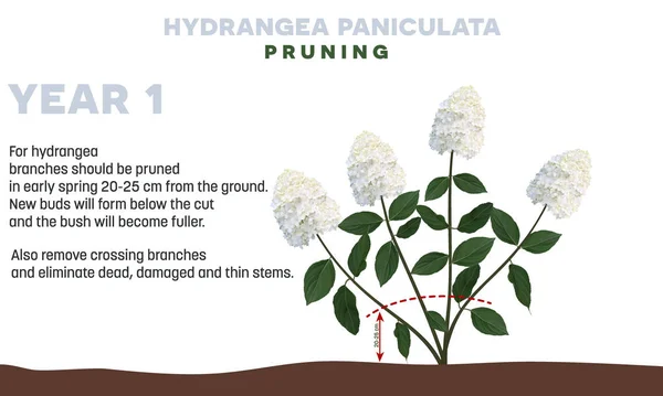 Hydrangea paniculata pruning tips — Stock Vector