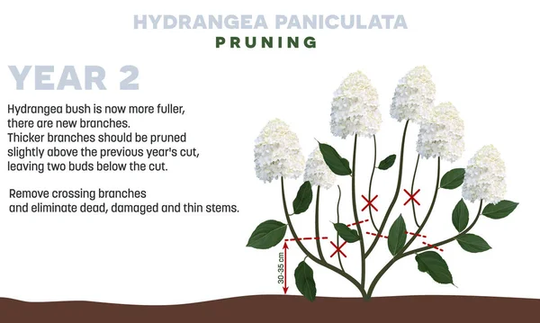 Hortênsia paniculata poda Ano 2 — Vetor de Stock